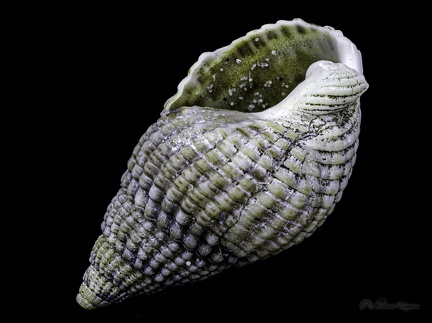 138 Coquillages-30-40 02