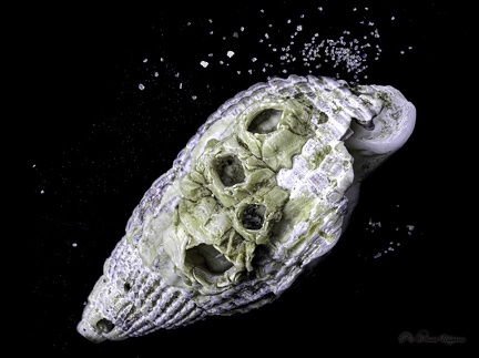 139 Coquillages-30-40 03