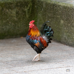 664 153 MONTELIMAR LE PARC-20240607-164422-FAYENCE-020 1250-1250