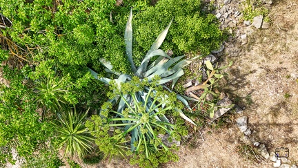 PAYSAGE-DOMAINE-SAINTE-EUGENIE-20250622-OlivierRaucroix-01