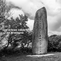 127 CRPC CCS-2023 BRETAGNE ARBRE 00
