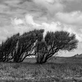 128 CRPC CCS-2023 BRETAGNE ARBRE 01