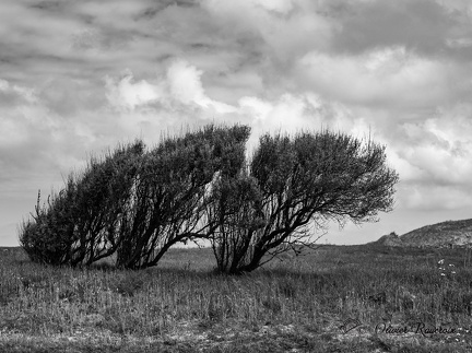 128 CRPC CCS-2023 BRETAGNE ARBRE 01