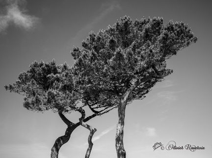 130 CRPC CCS-2023 BRETAGNE ARBRE 03