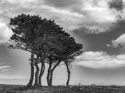 131 CRPC CCS-2023 BRETAGNE ARBRE 04