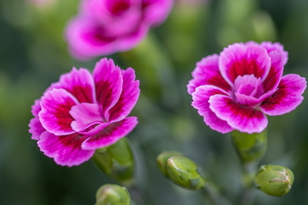 OEILLET-Olivier RAUCROIX CRPC