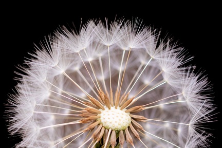 PISSENLIT-Olivier RAUCROIX CRPC