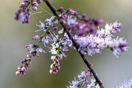 TAMARIS-Olivier RAUCROIX CRPC