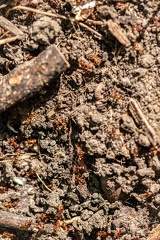 FAUNE-20250514-162836-008