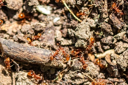 FAUNE-20250514-162836-010