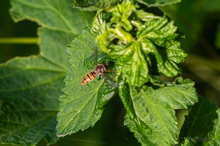 FAUNE-20250514-182318-015