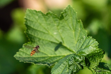 FAUNE-20250514-182329-016