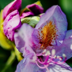 FAUNE-20250514-193829-017