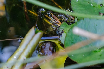 FAUNE-20250514-193921-018