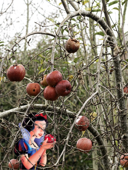 Blanche-Neige_et_les_pommes_rouge.jpg