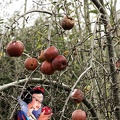 Blanche-Neige et les pommes rouge