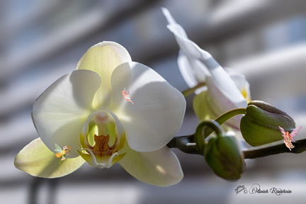 Les Elfes et l Orchidee