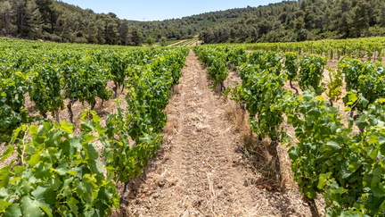 PAYSAGE-DOMAINE-SAINTE-EUGENIE-20250627-OlivierRaucroix-09