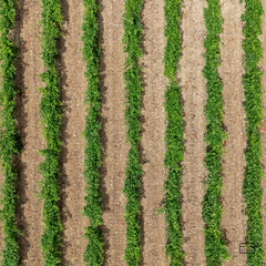 PAYSAGE-DOMAINE-SAINTE-EUGENIE-20250627-OlivierRaucroix-10