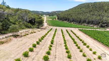PAYSAGE-DOMAINE-SAINTE-EUGENIE-20250627-OlivierRaucroix-11
