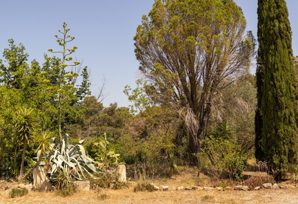Agave en fleur - Olivier RAUCROIX - CRPC
