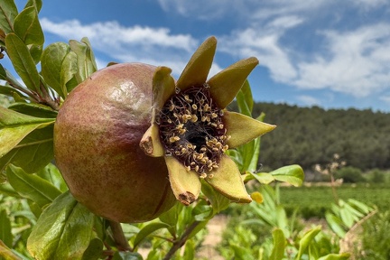 Grenade - Olivier RAUCROIX - CRPC