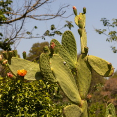 Joli cactus - Olivier RAUCROIX - CRPC