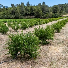 Les grenadiers du domaine de Sainte-Eugénie - 01 - Olivier RAUCROIX - CRPC