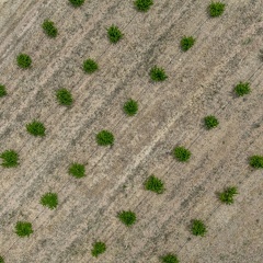Les grenadiers du domaine de Sainte-Eugénie - 02 - Olivier RAUCROIX - CRPC
