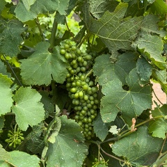Vignes du domaine de Sainte-Eugénie - 01 - Olivier RAUCROIX - CRPC