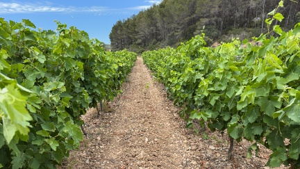 Vignes du domaine de Sainte-Eugénie - 02 - Olivier RAUCROIX - CRPC