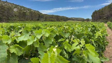 Vignes du domaine de Sainte-Eugénie - 03 - Olivier RAUCROIX - CRPC