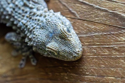 Dans les yeux du Gecko - Olivier RAUCROIX - CRPC